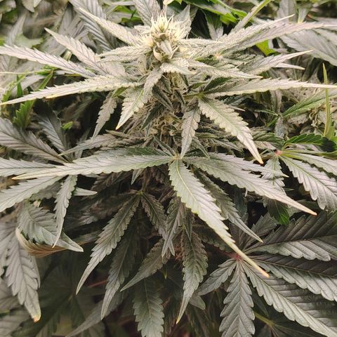 Auto Moon Rock Divine Seeds growlog timeline photo