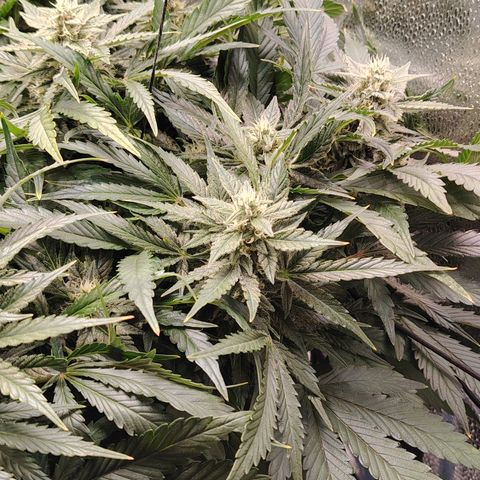 Auto Moon Rock Divine Seeds growlog timeline photo