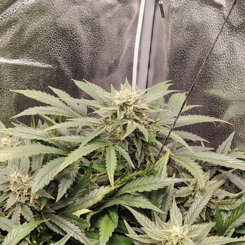 Auto Moon Rock Divine Seeds growlog timeline photo