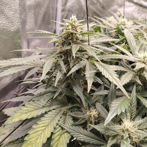 Auto Moon Rock Divine Seeds growlog timeline photo