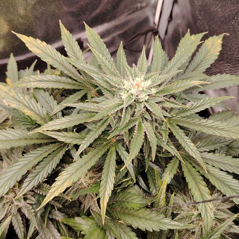 Auto Moon Rock Divine Seeds growlog timeline photo