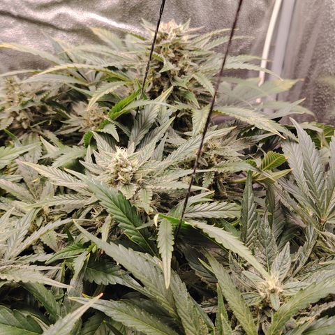 Auto Moon Rock Divine Seeds growlog timeline photo
