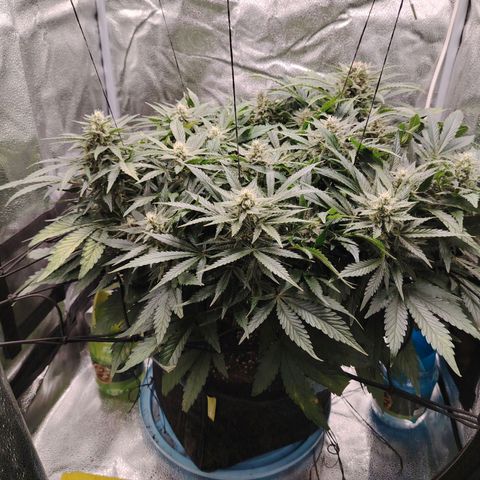 Auto Moon Rock Divine Seeds growlog timeline photo