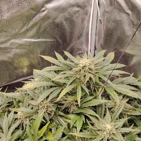 Auto Moon Rock Divine Seeds growlog timeline photo
