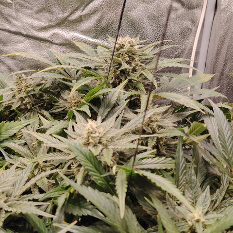 Auto Moon Rock Divine Seeds growlog timeline photo