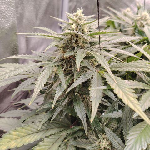 Auto Moon Rock Divine Seeds growlog timeline photo