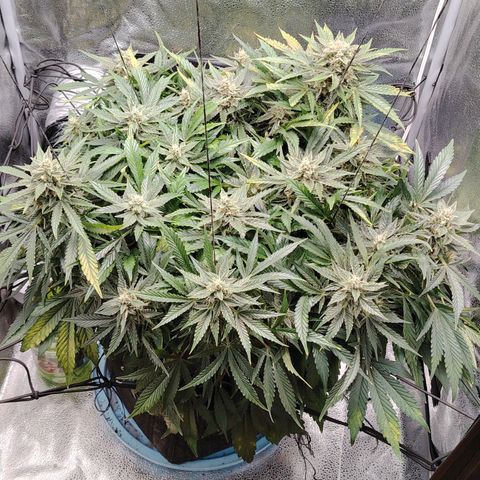Auto Moon Rock Divine Seeds growlog timeline photo