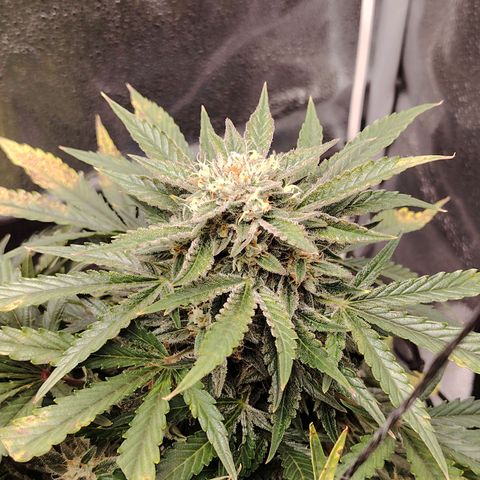 Auto Moon Rock Divine Seeds growlog timeline photo