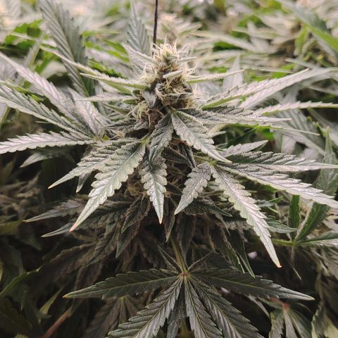 Auto Moon Rock Divine Seeds growlog timeline photo
