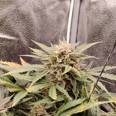 Auto Moon Rock Divine Seeds growlog timeline photo