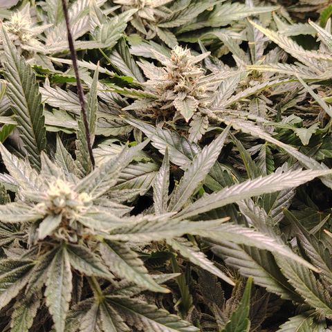 Auto Moon Rock Divine Seeds growlog timeline photo