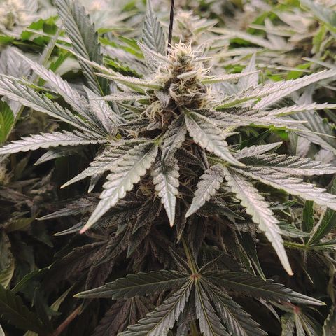 Auto Moon Rock Divine Seeds growlog timeline photo