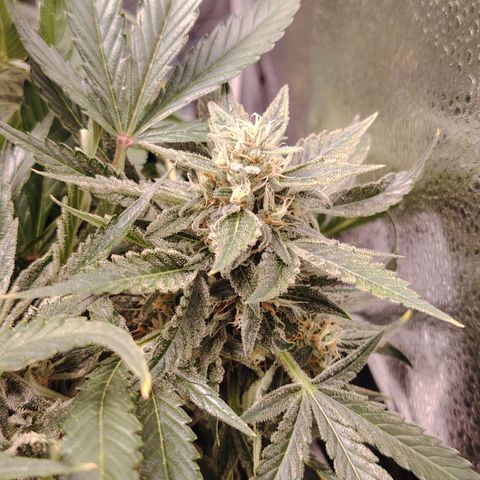 Auto Moon Rock Divine Seeds growlog timeline photo