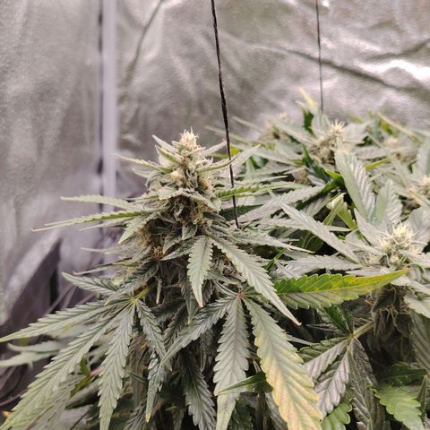 Auto Moon Rock Divine Seeds growlog timeline photo