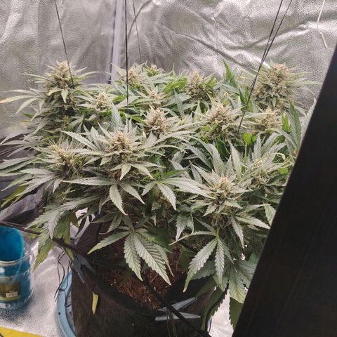 Auto Moon Rock Divine Seeds growlog timeline photo