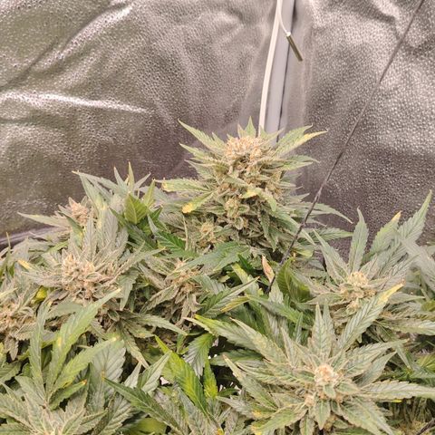 Auto Moon Rock Divine Seeds growlog timeline photo