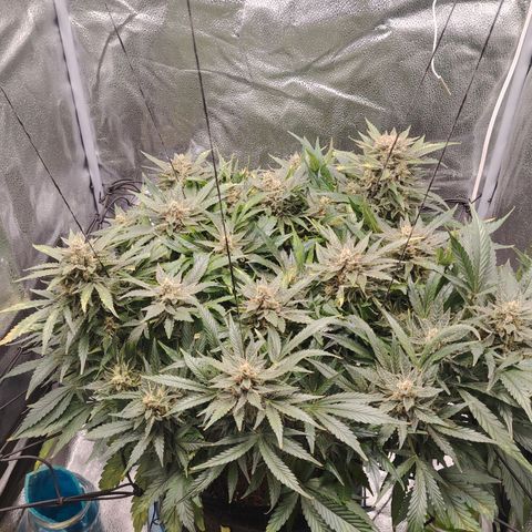 Auto Moon Rock Divine Seeds growlog timeline photo