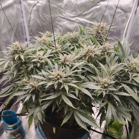 Auto Moon Rock Divine Seeds growlog timeline photo