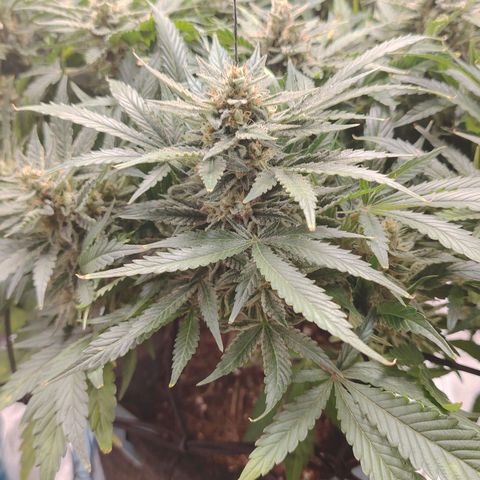 Auto Moon Rock Divine Seeds growlog timeline photo