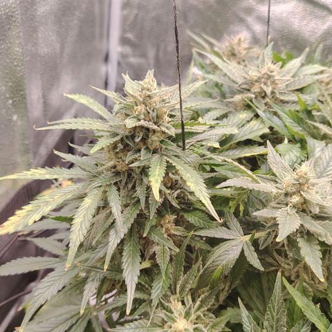 Auto Moon Rock Divine Seeds growlog timeline photo