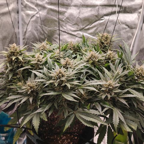 Auto Moon Rock Divine Seeds growlog timeline photo