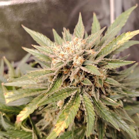 Auto Moon Rock Divine Seeds growlog timeline photo