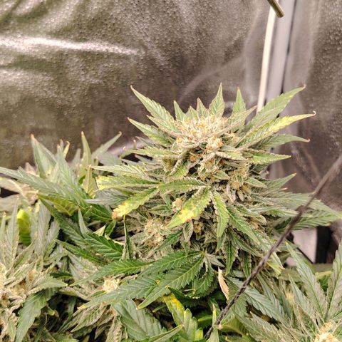 Auto Moon Rock Divine Seeds growlog timeline photo