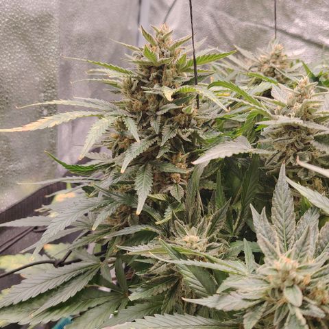 Auto Moon Rock Divine Seeds growlog timeline photo