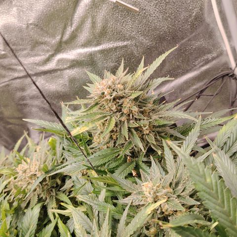 Auto Moon Rock Divine Seeds growlog timeline photo