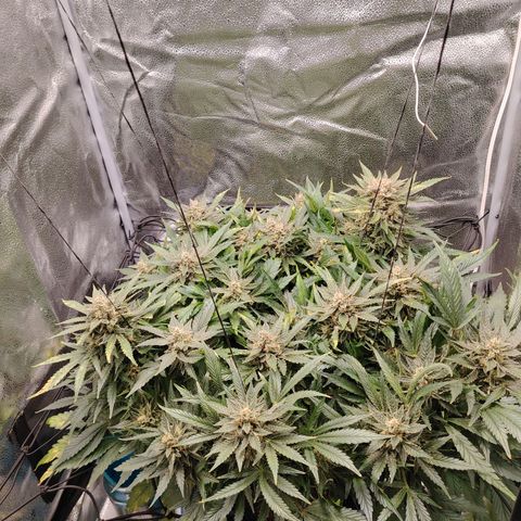 Auto Moon Rock Divine Seeds growlog timeline photo