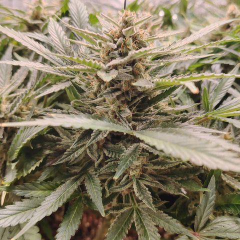 Auto Moon Rock Divine Seeds growlog timeline photo