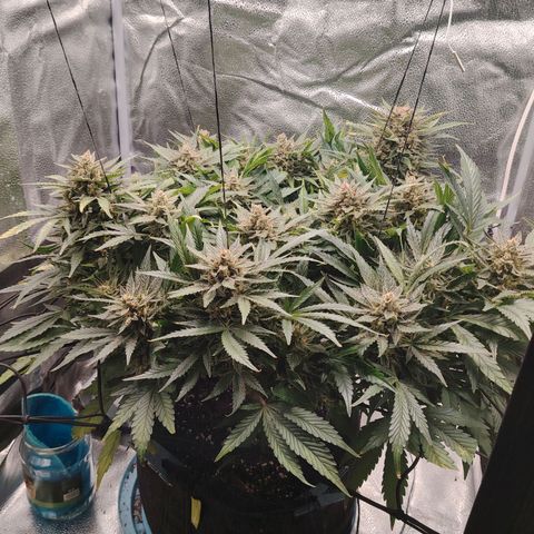 Auto Moon Rock Divine Seeds growlog timeline photo