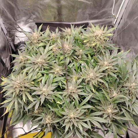 Auto Moon Rock Divine Seeds growlog timeline photo