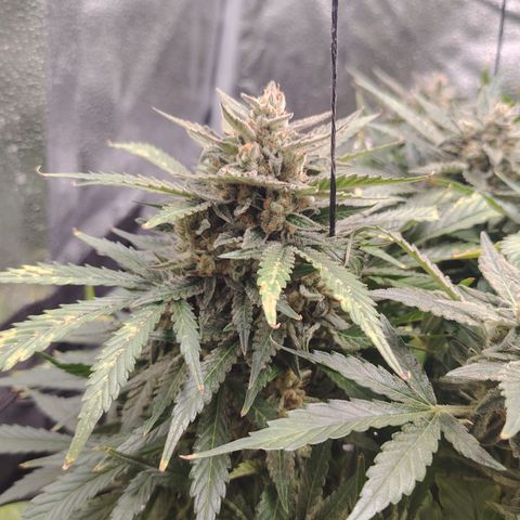 Auto Moon Rock Divine Seeds growlog timeline photo