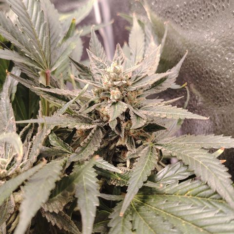 Auto Moon Rock Divine Seeds growlog timeline photo