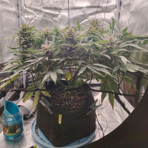 Auto Moon Rock Divine Seeds growlog timeline photo