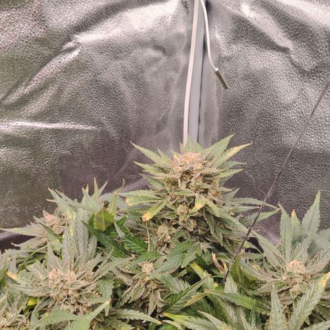 Auto Moon Rock Divine Seeds growlog timeline photo