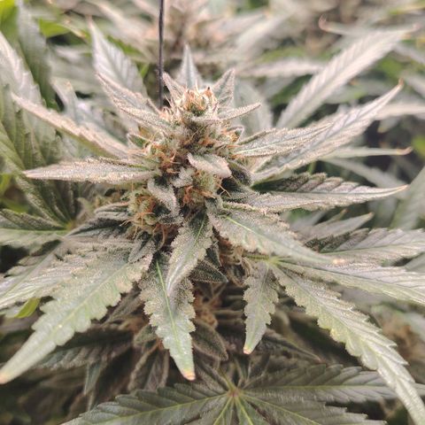 Auto Moon Rock Divine Seeds growlog timeline photo