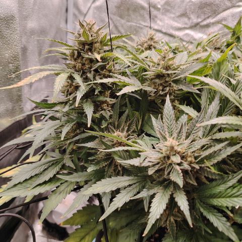 Auto Moon Rock Divine Seeds growlog timeline photo