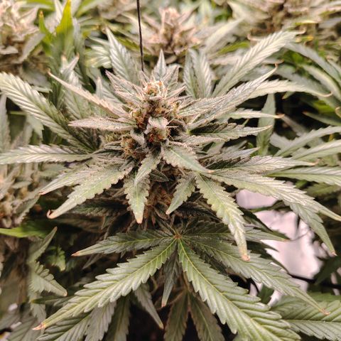 Auto Moon Rock Divine Seeds growlog timeline photo
