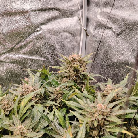 Auto Moon Rock Divine Seeds growlog timeline photo