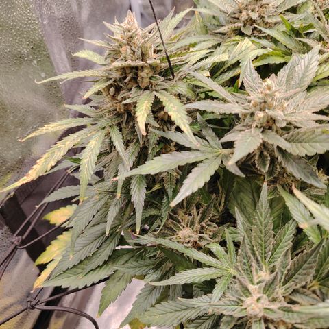 Auto Moon Rock Divine Seeds growlog timeline photo