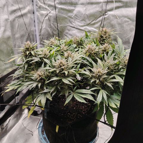 Auto Moon Rock Divine Seeds growlog timeline photo