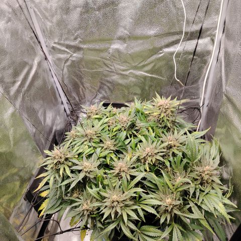 Auto Moon Rock Divine Seeds growlog timeline photo