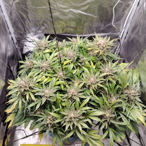 Auto Moon Rock Divine Seeds growlog timeline photo