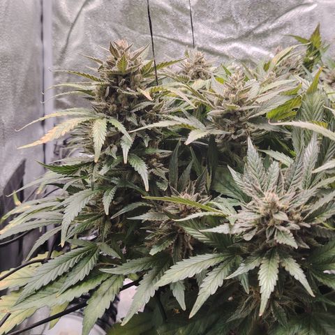 Auto Moon Rock Divine Seeds growlog timeline photo
