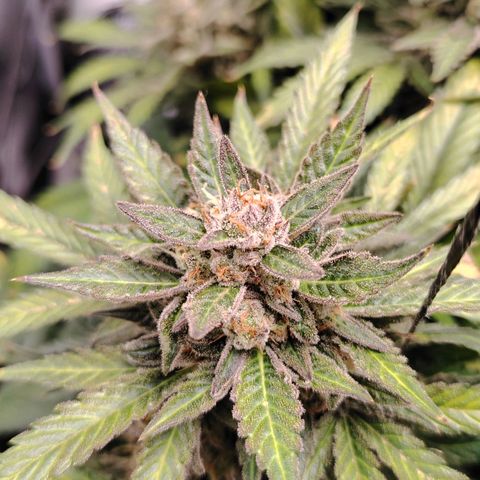 Auto Moon Rock Divine Seeds growlog timeline photo