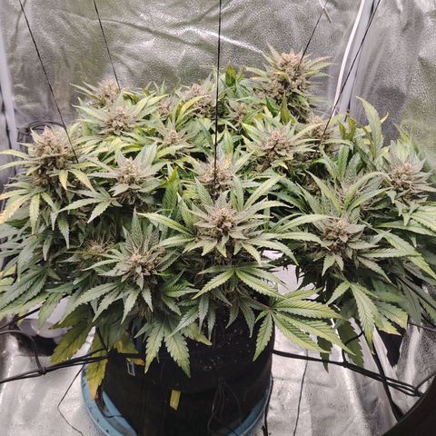 Auto Moon Rock Divine Seeds growlog timeline photo