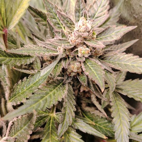 Auto Moon Rock Divine Seeds growlog timeline photo