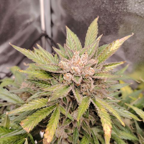 Auto Moon Rock Divine Seeds growlog timeline photo